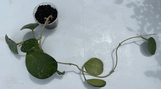 Hoya Obovata Splash