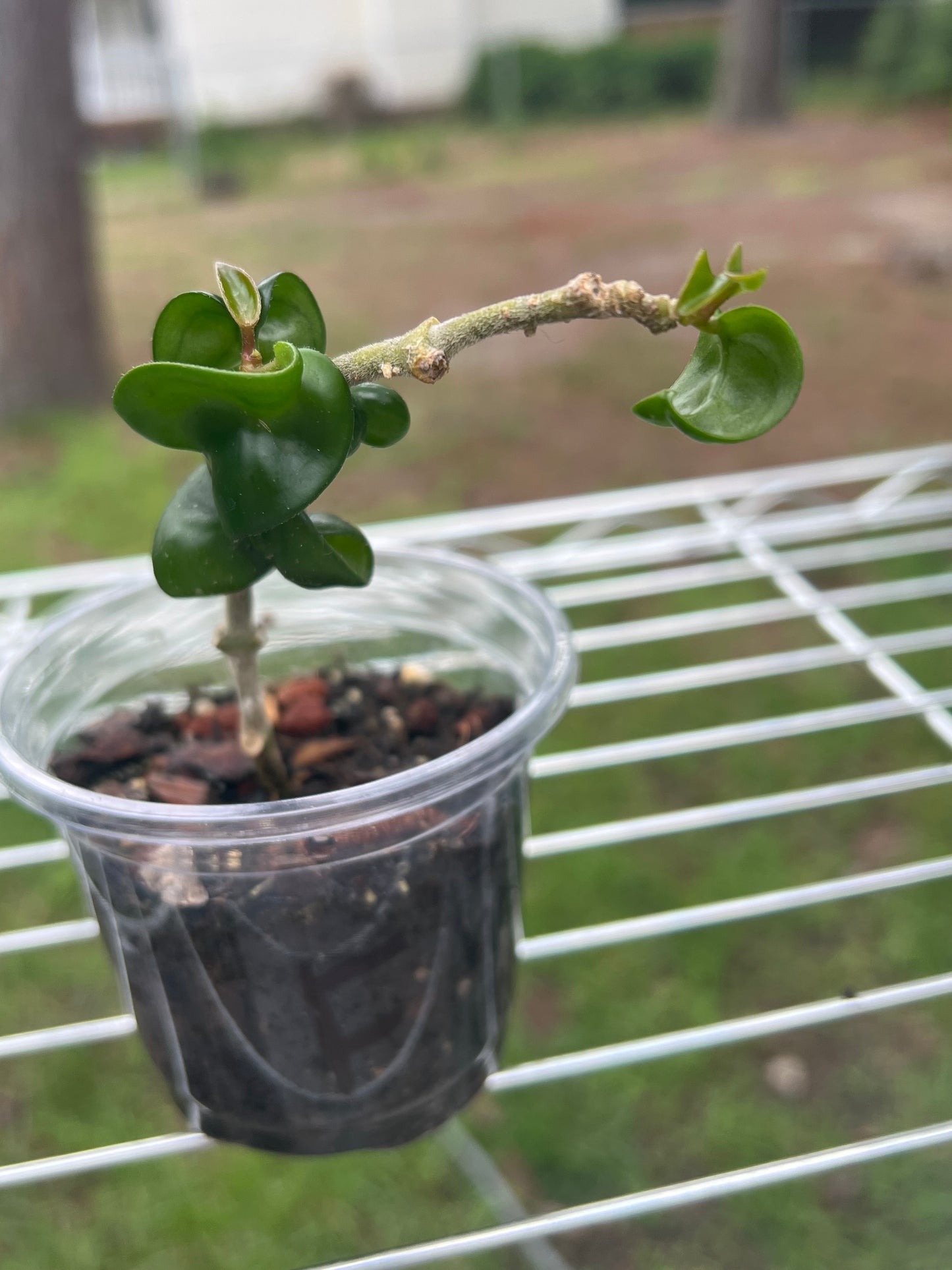 Hoya Carnosa Compacta (Hindu Rope)