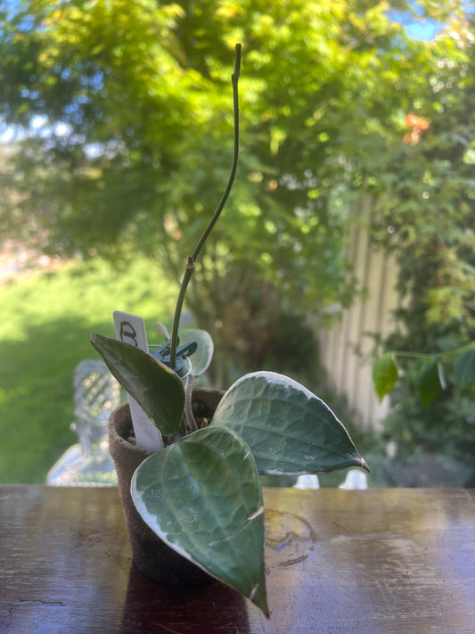 Hoya Macrophylla Albomarginata