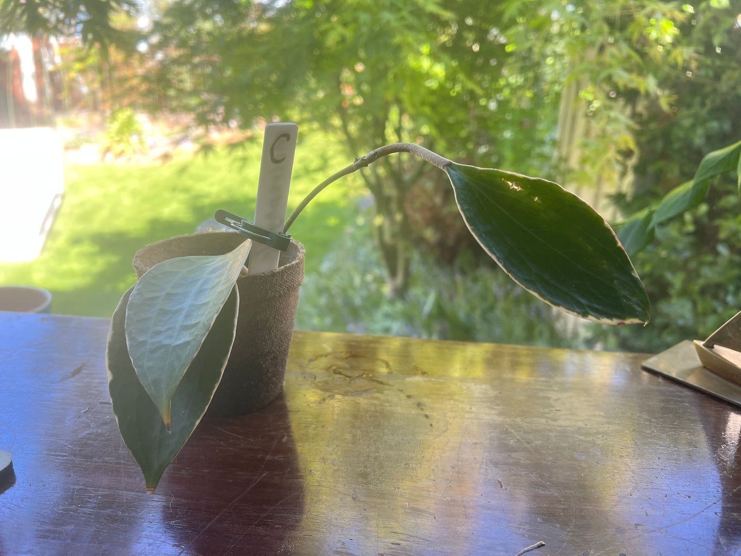 Hoya Macrophylla Albomarginata