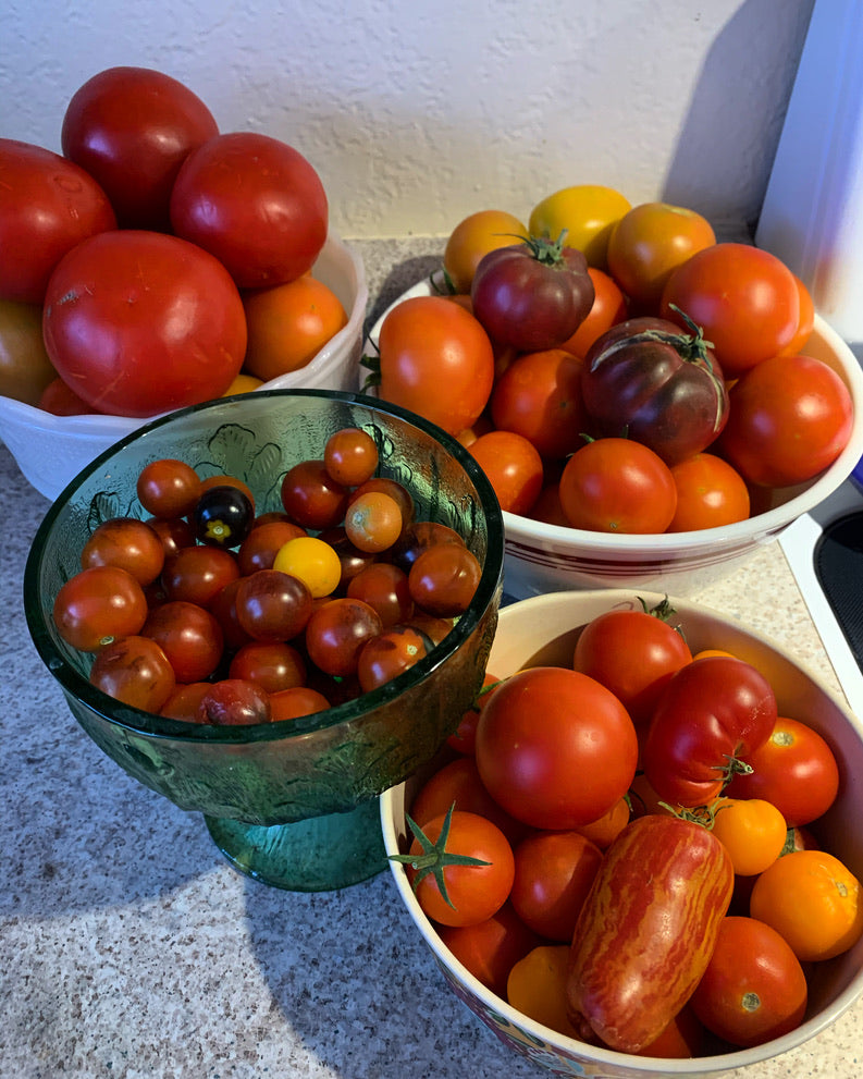 Tomato Seeds