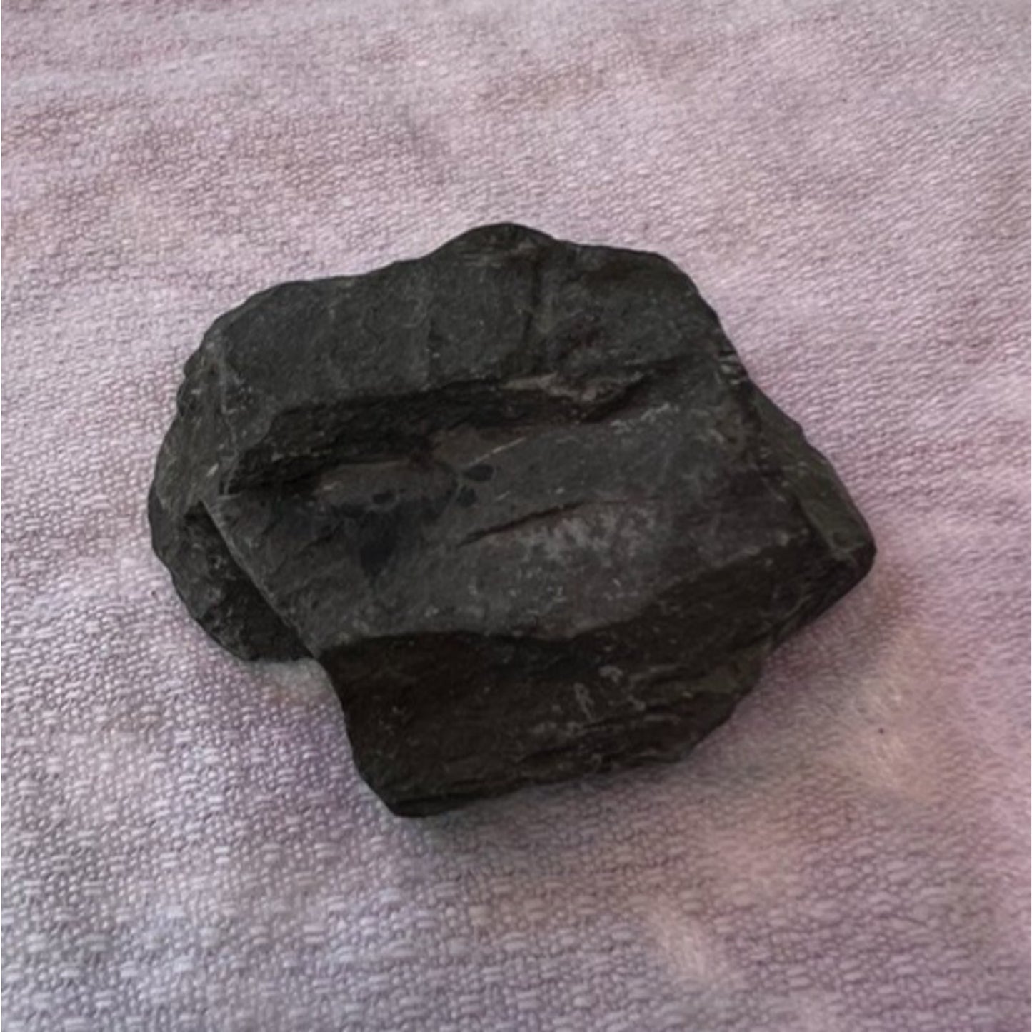 Elrathia Trilobite Fossil