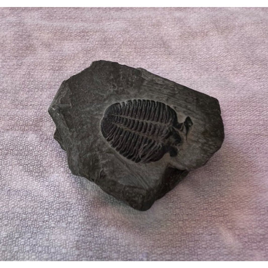 Elrathia Trilobite Fossil