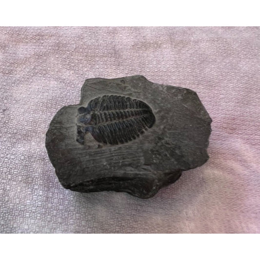 Elrathia Trilobite Fossil