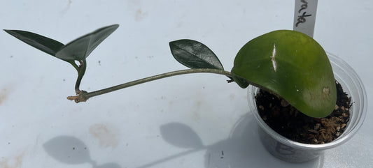 Hoya Obovata Splash