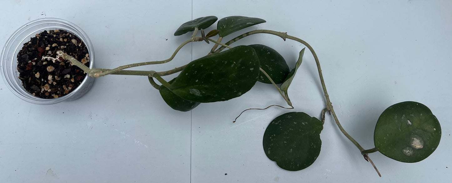 Hoya Obovata Splash