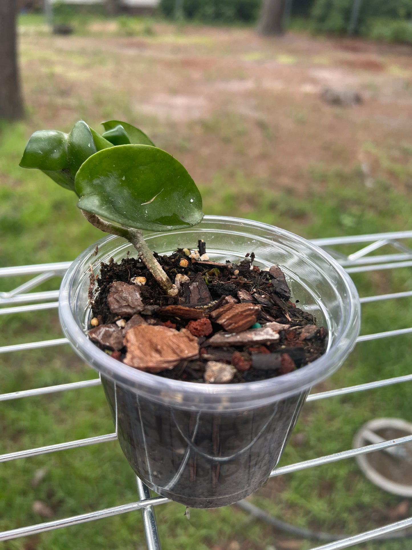 Hoya Carnosa Compacta (Hindu Rope)