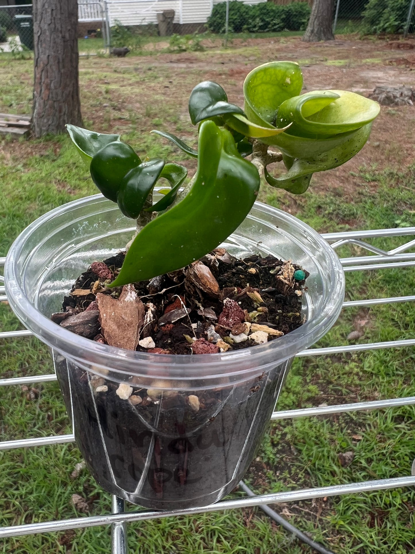 Hoya Carnosa Compacta (Hindu Rope)