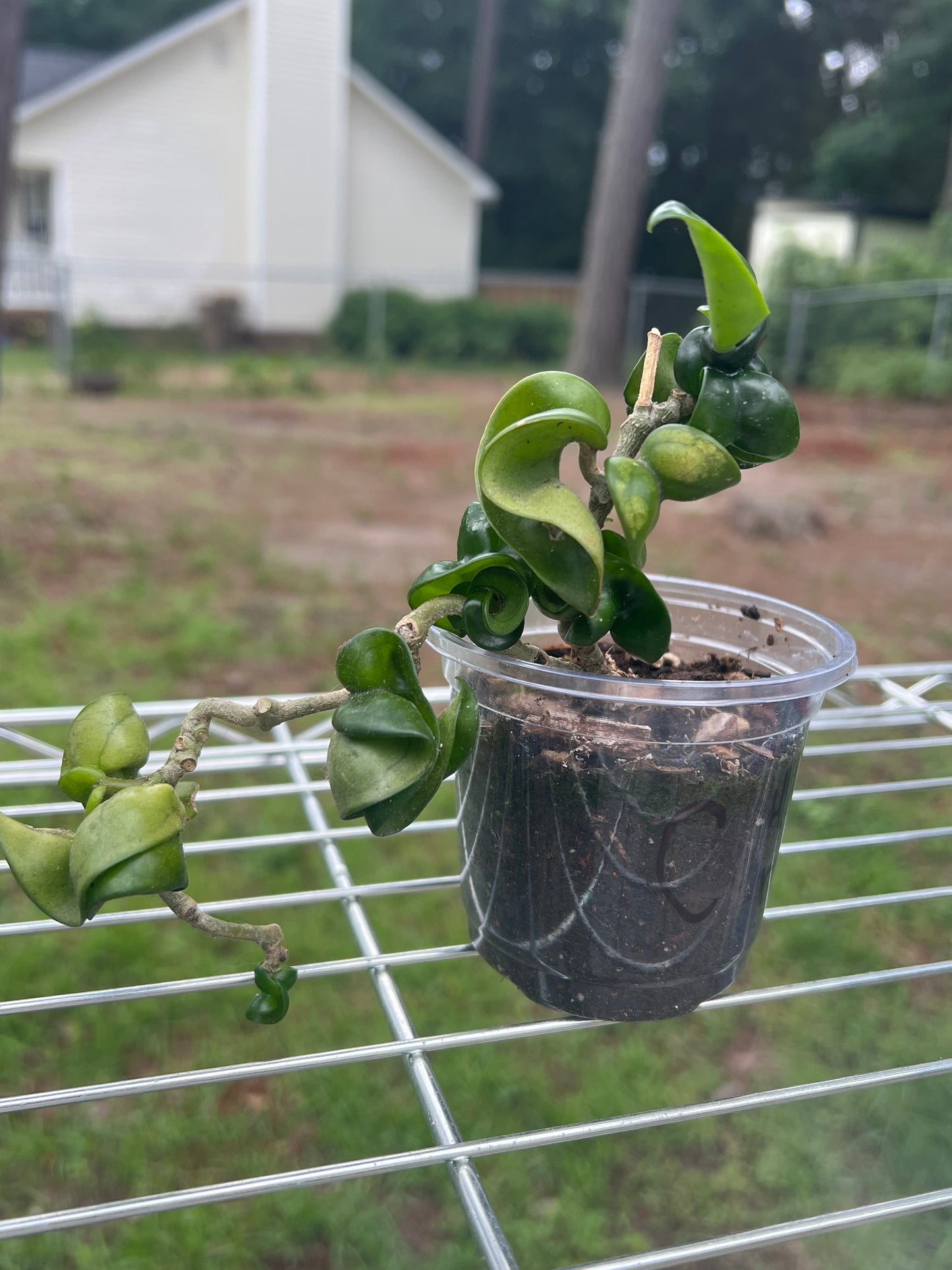 Hoya Carnosa Compacta (Hindu Rope)