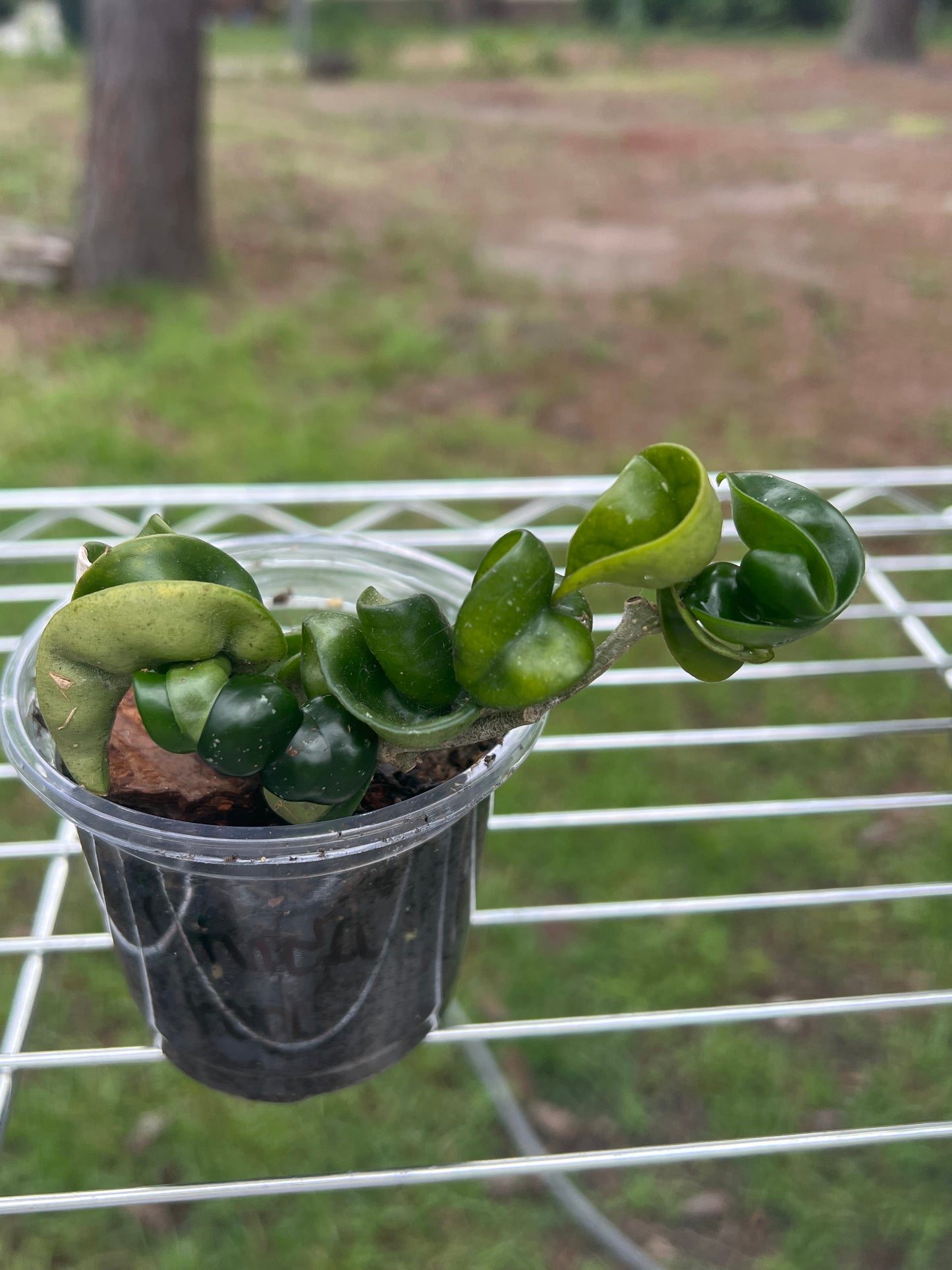 Hoya Carnosa Compacta (Hindu Rope)