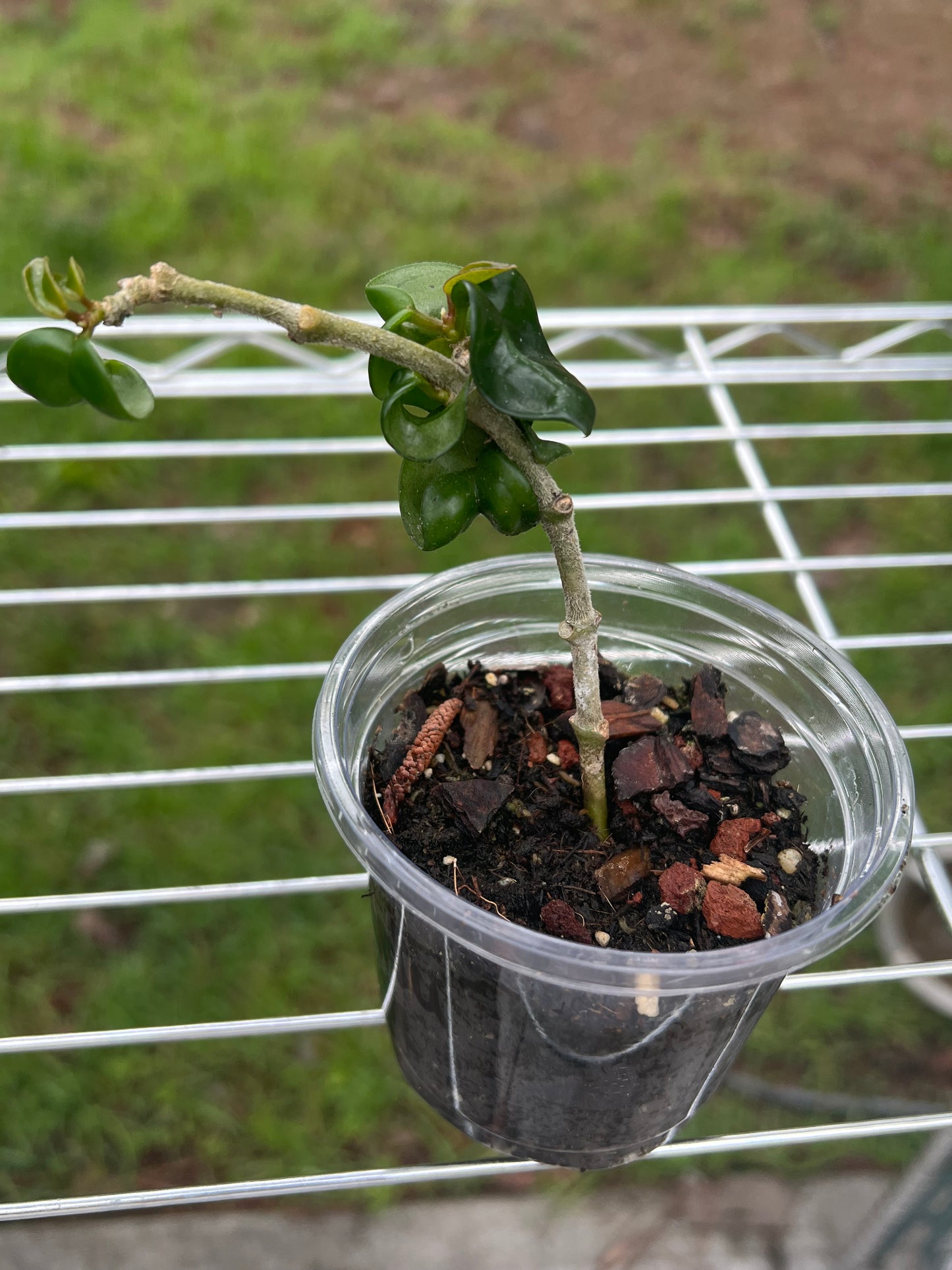 Hoya Carnosa Compacta (Hindu Rope)