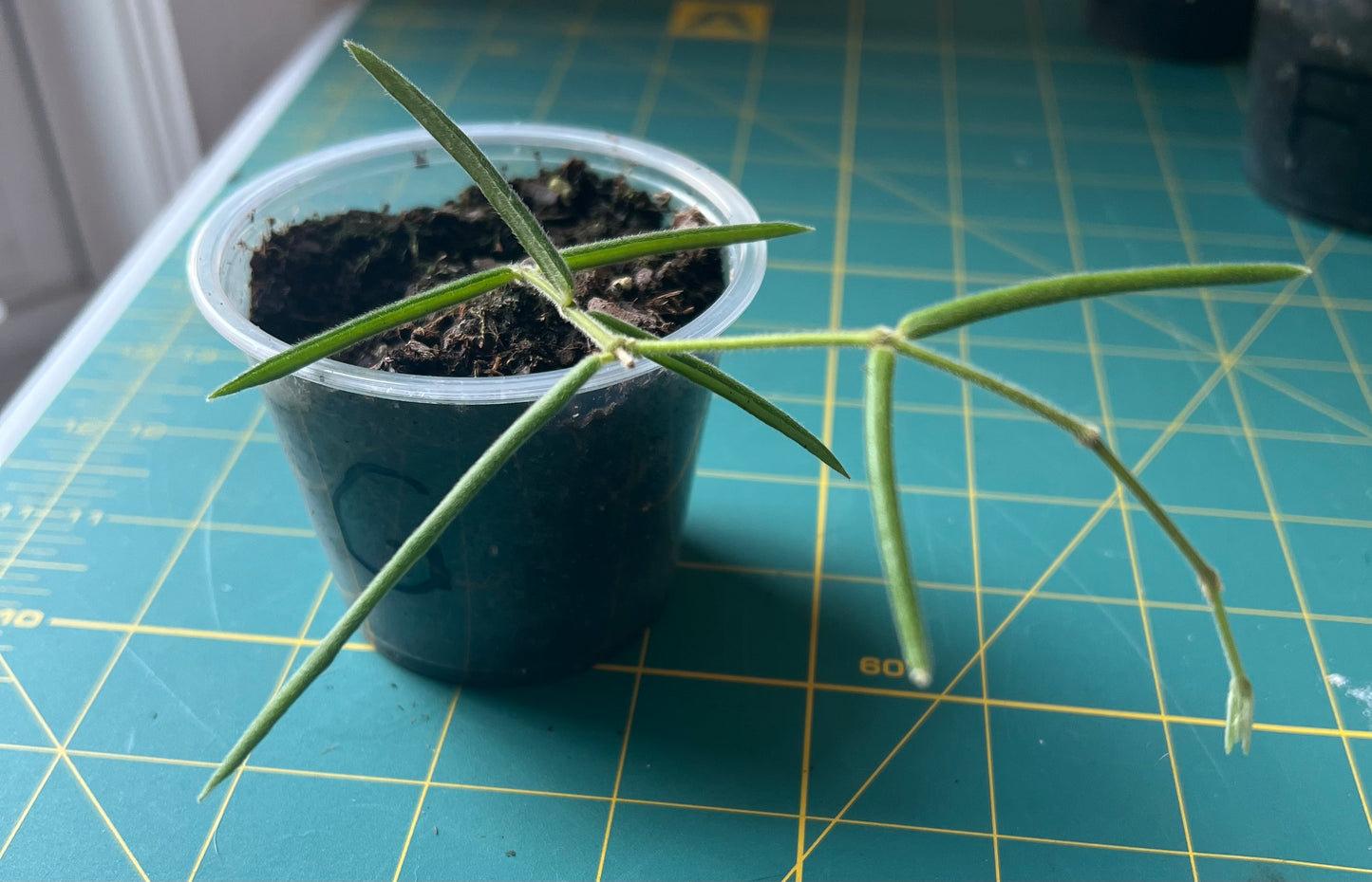 Hoya Linearis