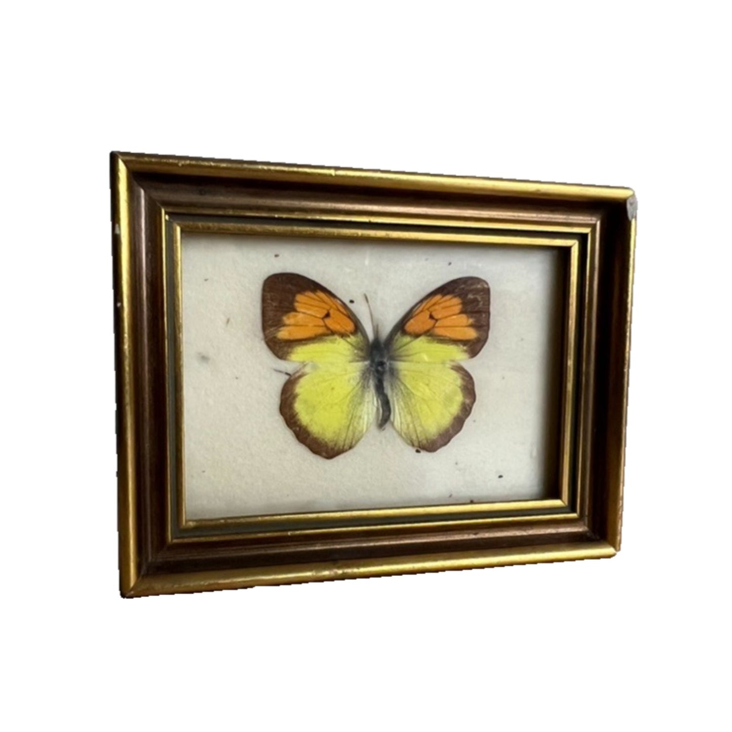 Vintage Genuine Real Butterfly specimen in Frame Taxidermy Display Natural